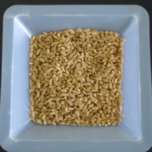 soybean-wheat